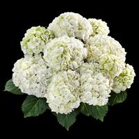 White Rock Hydrangea macrophylla