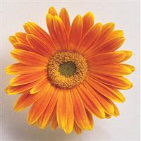 Festival Apricot Gerbera