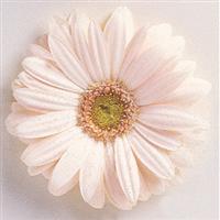 Festival Blush Gerbera