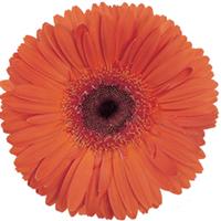 Festival Orange with Eye Gerbera