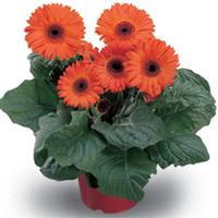 Festival Orange with Eye Gerbera