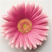 Festival Rose Gerbera