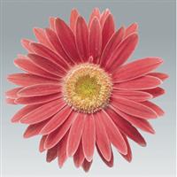 Festival Salmon Rose Gerbera