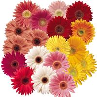 Festival Spring Bouquet Mix Gerbera