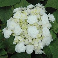 Hydrangea macrophylla Wedding Gown