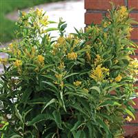 Cestrum Gold Night