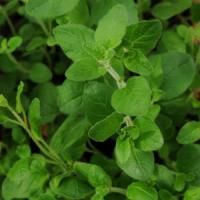 Oregano Common