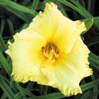 Hemerocallis Crystal Cupid
