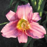 Hemerocallis Mini Mauve