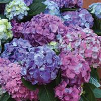 Hydrangea macrophylla L.A. Dreamin'