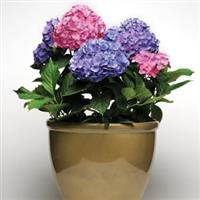 Hydrangea macrophylla L.A. Dreamin'