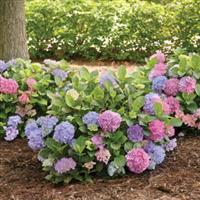Hydrangea macrophylla L.A. Dreamin'