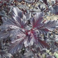 Physocarpus opulifolius Black Jack