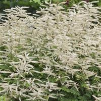 Aruncus Misty Lace