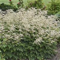 Aruncus Misty Lace