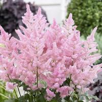 Astilbe New Wave