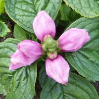 Chelone obliqua Leniemienie