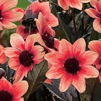 Dahlia Dark Angels Dragon Ball