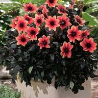 Dahlia Dark Angels Dragon Ball