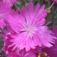 Dianthus gratianopolitanus Firewitch