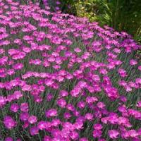 Dianthus gratianopolitanus Firewitch