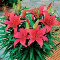 Lily Asiatic Black Bird