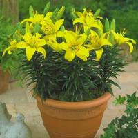 Lily Asiatic Pixie Butter