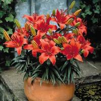 Lily Asiatic Pixie Crimson
