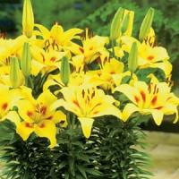 Lily Asiatic Pixie Painted