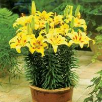 Lily Asiatic Pixie Painted