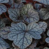 Heuchera hybrid Prince Of Silver