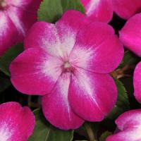 Enlighten Cranberry Burst Impatiens