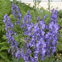 Aconitum fisheri 