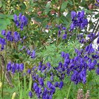 Aconitum napellus 