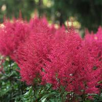 Astilbe arendsii Burgundy Red