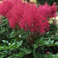 Astilbe arendsii Burgundy Red