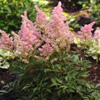 Astilbe arendsii Darwins Dream