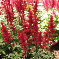 Astilbe arendsii Fanal