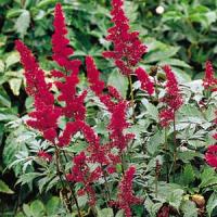 Astilbe arendsii Fanal
