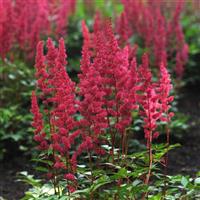 Astilbe japonica Red Sentinel