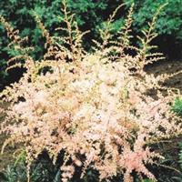 Astilbe simplicifolia Sprite