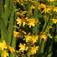 Crocosmia Honey Angels