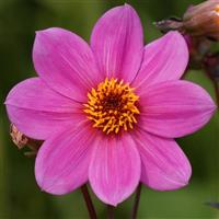Dahlia Happy Juliet