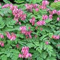 Dicentra formosa Luxuriant