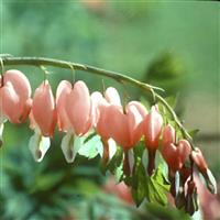 Dicentra Spectabilis 