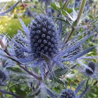 Eryngium Blue Jackpot