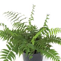 Fern Cyrtomium Fortunei Clivicola
