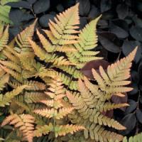 Fern Dryopteris Erythrosora Brilliance