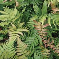 Fern Dryopteris Erythrosora 