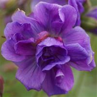 Geranium himalayense Plenum